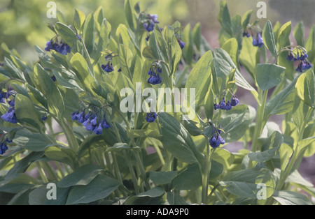 Virginia bluebells, virginian coucou bleu, jacinthes (Mertensia virginica), plantes fleuries Banque D'Images