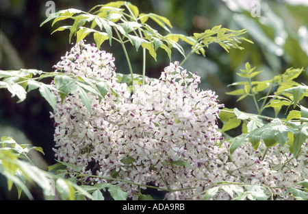 Le lilas de Perse, chinaberry tree (Melia azedarach), inflorescence, fruits était tendu à rosary Banque D'Images