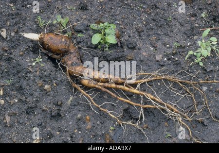 Mandragore (Mandragora officinarum), racine Banque D'Images