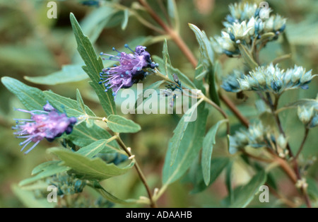 Barbe Bleue, Blue Spiraea (Caryopteris clandonensis Caryopteris x clandonensis ()), cv. Haevenly Blue : Banque D'Images