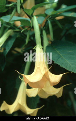 White Angel's Trumpet (Brugmansia Brugmansia x candida, Candida, Datura, Datura candida candida x), fleurs Banque D'Images