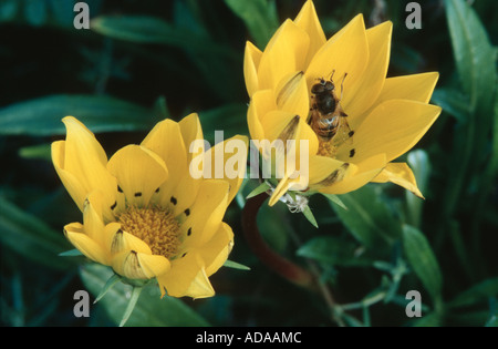 Fleur Gazania rigens trésor (var. rigens), inflorescences Banque D'Images