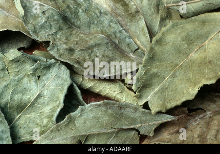 Feuilles de cari (Murraya koenigii) des plantes, des feuilles sèches Banque D'Images