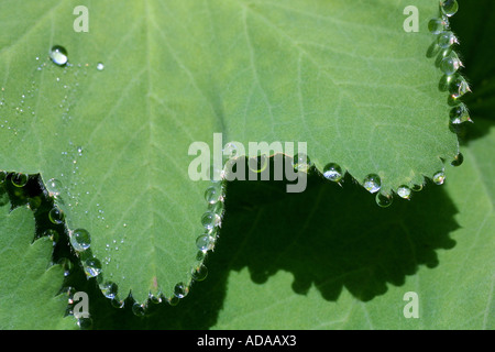 Lady's mantle-commune (Alchemilla vulgaris), dépose des gouttes d'eau Banque D'Images