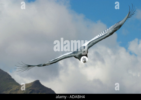 Condor des Andes (Vultur gryphus), deltaplane, largst oiseaux, Suedamerika, Hochanden Banque D'Images