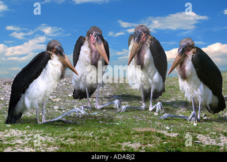 Marabou stork (crumeniferus Flamant rose (Phoenicopterus ruber), composer Banque D'Images