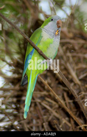 Perruche moine (Myiopsitta monachus), assis sur une branche Banque D'Images