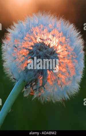 Le pissenlit officinal (Taraxacum officinale), graines, blowball dans lumière du soir Banque D'Images
