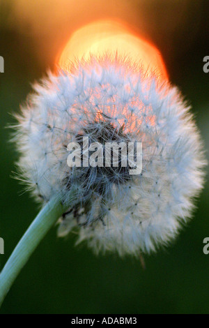 Le pissenlit officinal (Taraxacum officinale), graines, blowball dans lumière du soir Banque D'Images