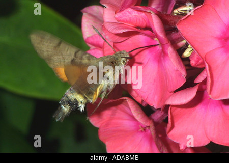 (Macroglossum stellatarum sphynx colibri), se tenant en face d'une fleur Banque D'Images