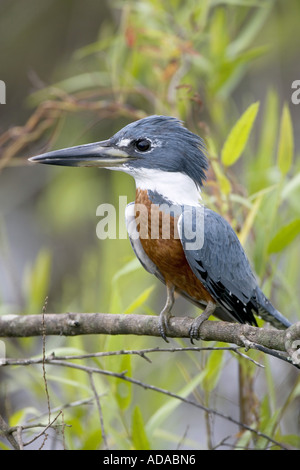 Ringed Kingfisher (Megaceryle torquata), Sitting on branch, Brésil Banque D'Images