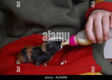 Cobaye domestique (Cavia aperea porcellus. f), juvénile est alimenté par un garçon Banque D'Images