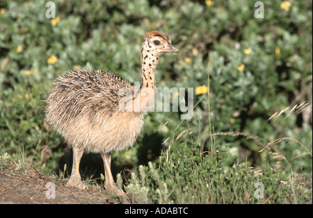 Autruche (Struthio camelus), Poussin, portrait, Afrique du Sud, Westkueste NP Banque D'Images