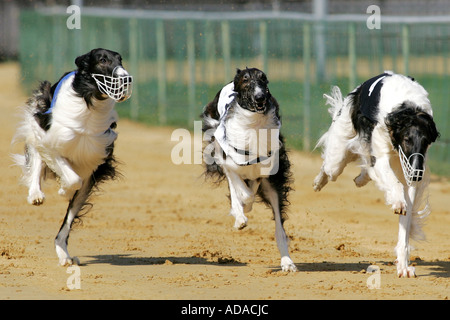 Barzoi (Canis lupus f. familiaris), trois personnes à la race, Allemagne Banque D'Images