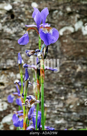 Rythme bleu Iris, tourné contre le mur de pierre Banque D'Images