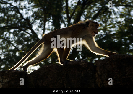 Les singes à Kandy le Dalada Maligawa le temple de la dent Banque D'Images