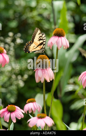 Machaon Tigre papillon fleur sur l'échinacée Banque D'Images