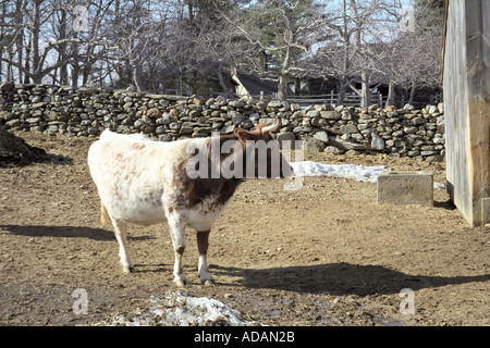 En dehors de la vache grange dans Sturbridge Massachusetts Banque D'Images