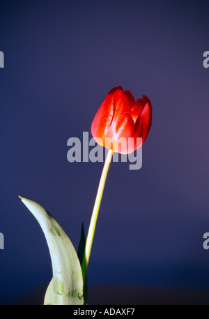 Lumière du soir bleu sur l'ouverture de la fleur de tulipe Banque D'Images