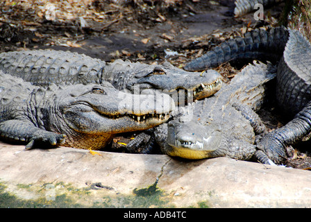 Aligator au Lowry Park Zoo Tampa Florida FL voté le numéro un zoo dans la United States Banque D'Images