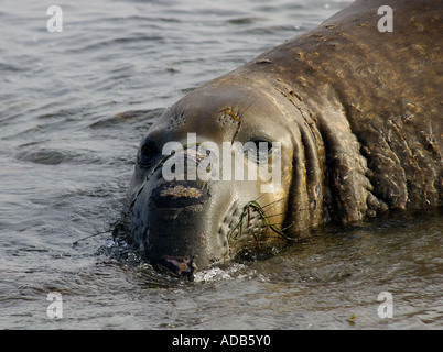 Les cicatrices de bataille. Un éléphant mâle, [Mirounga angustirostris], garde son territoire Banque D'Images