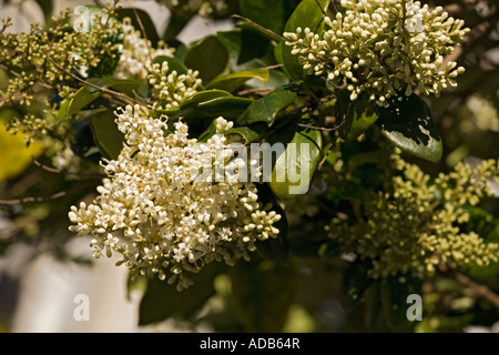 Un troène japonais planté comme un arbre rue Ligustrum lucidum Banque D'Images