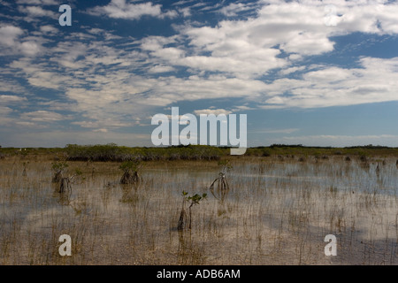 Mangrove rouge (Rhizophora mangle), Everglades, Floride Banque D'Images