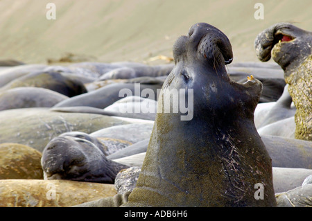 Roar ! Un éléphant de mer du Nord, [Mirounga angustirostris], proclamer son territoire Banque D'Images