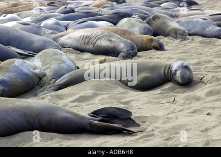 Groupe d'éléphant, [Mirounga angustirostris], au soleil sur la plage Banque D'Images