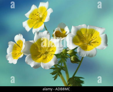 Œufs pochés Limnanthes douglasii - fleurs Banque D'Images