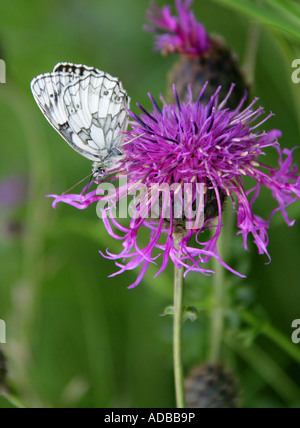 Papillon blanc marbré, Melanargia galathea, Nymphalidae, sur une plus grande centaurée maculée Banque D'Images