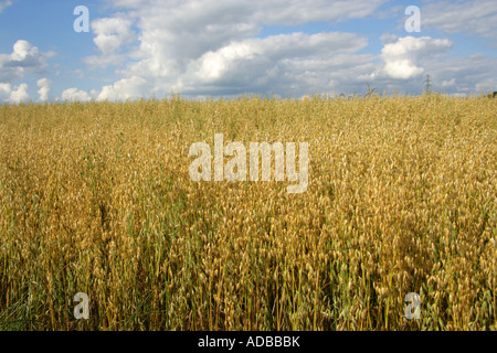 L'avoine, Avena sativa, Poaceae Banque D'Images