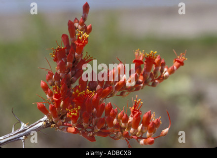 Ocotillo ou Devil's Walking Stick en fleur Banque D'Images