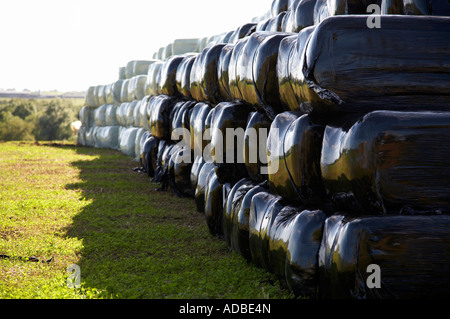 Balles de foin ensilage enveloppés en plastique empilés sur des terres agricoles dans le comté de Wexford république d'Irlande Banque D'Images