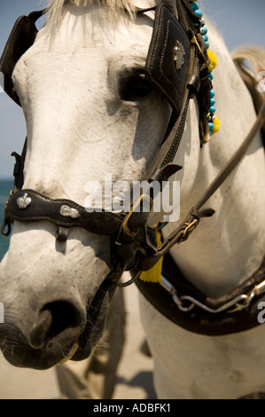 Close up of horse bridle et porter des oeillères Banque D'Images