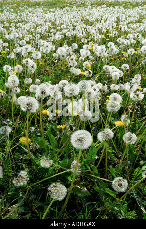 Le pissenlit Taraxacum - dans les semences. Banque D'Images