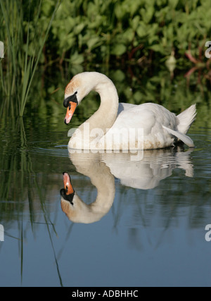 Cygne tuberculé Cygnus olor Galles mâle Banque D'Images