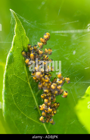 Macro de Vertical jeune bébé de petits le jardin commun 'araignée araneus diadematus' dans un groupe de protection sur une feuille Banque D'Images