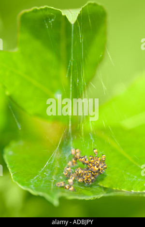Macro de Vertical jeune bébé de petits le jardin commun 'araignée araneus diadematus' dans un groupe de protection sur une feuille Banque D'Images