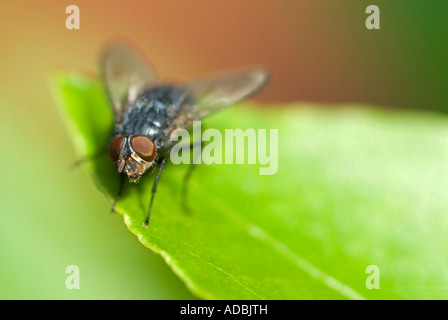 Macro horizontale d'une mouche domestique (Musca domestica) assis sur une feuille verte au soleil Banque D'Images