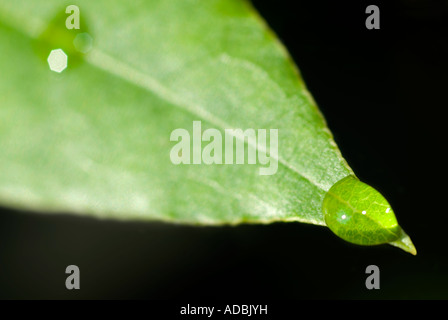 Macro image horizontale d'une goutte d'eau de la pointe d'une feuille verte au soleil. Banque D'Images