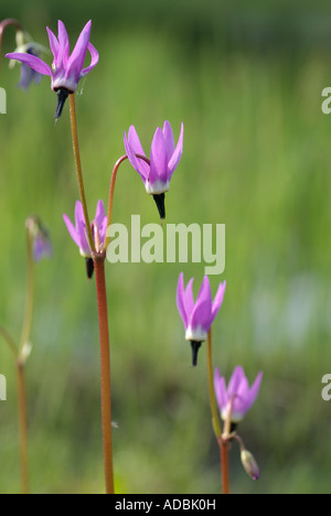 Shooting Star Dodecatheon alpin alpinum Banque D'Images