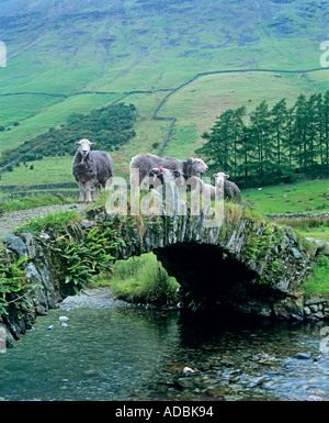 Moutons Herdwick sur un pont au-dessus de packhorse Mosedale Beck près de Wasdale Head dans le Lake District, Cumbria. Banque D'Images