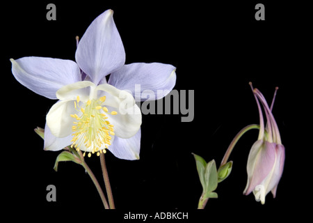 Aquilegia Ancolie étoile bleue sur fond noir Banque D'Images