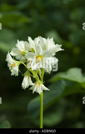 Solanum tuberosum fleurs de pommes de terre Banque D'Images