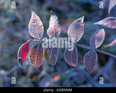 Cristaux de glace couvrent une branche de feuilles dans un automne précoce frost Banque D'Images