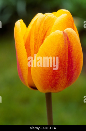 Tulip Banque D'Images