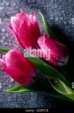 Tulipes still life Banque D'Images