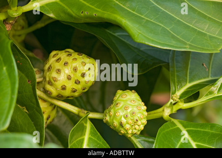 Grand morinda (Morinda citrifolia) dans le secteur des fruits, close-up Banque D'Images