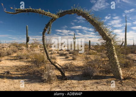 Arbres Boojum Idria columnaris Cirio dans la partie riche du cactus du désert sur le côté ouest de la Basse Californie, Mexique Banque D'Images